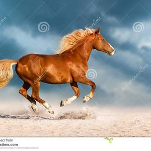 Meet your Posher, Montana